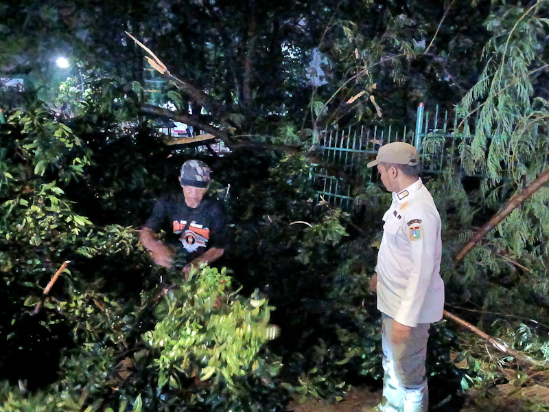  34 Pohon Tumbang dan Sempal di Jaktim Berhasil Dievakuasi 