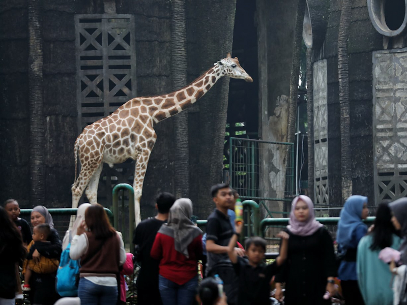 Libur Cuti Bersama, Taman Margasatwa Ragunan Dikunjungi 21.662 Wisatawan