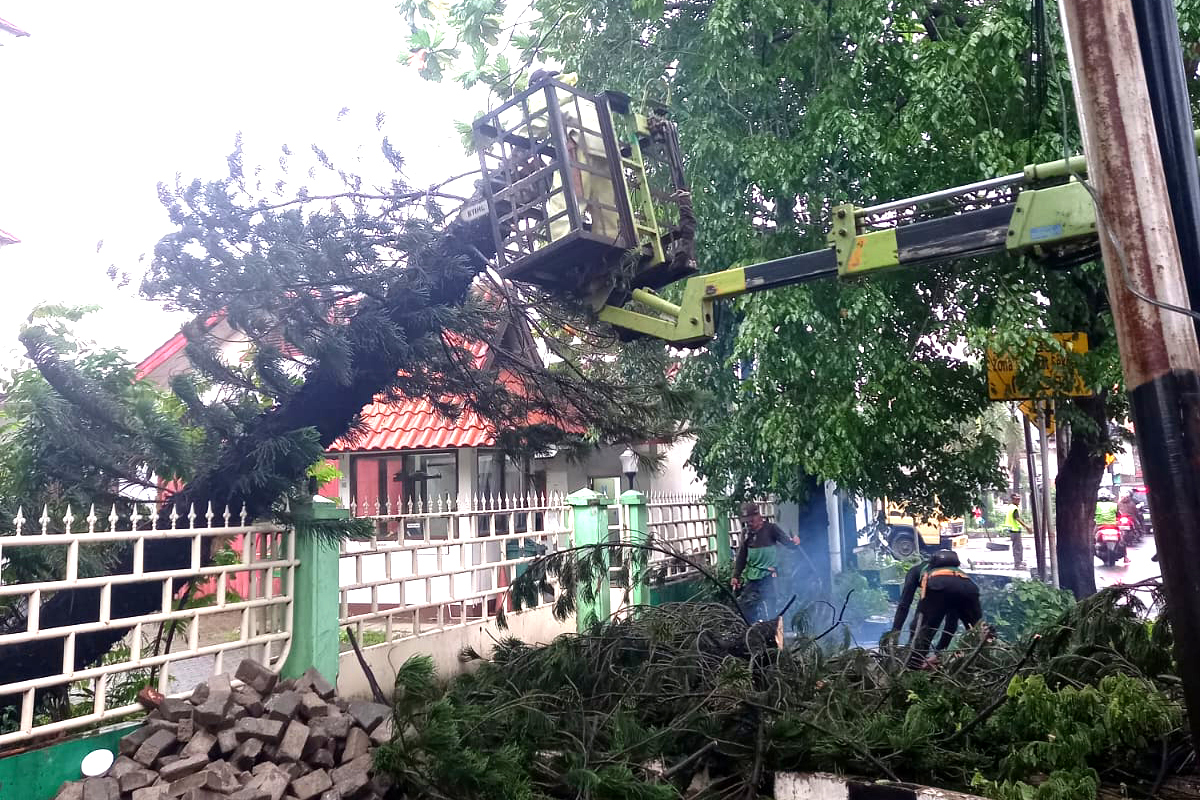 Petugas mengevakuasi dua pohon tumbang di Jaktim