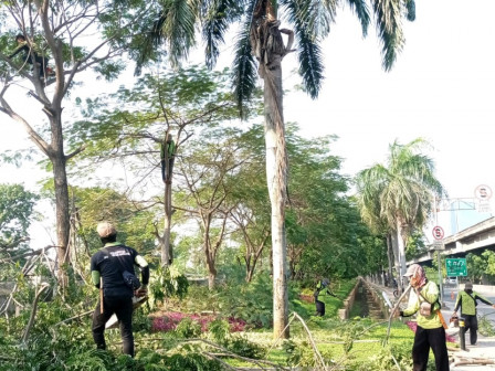 Satpel Pertamanan dan Hutan Kota Kelapa Gading Pangkas Pohon di Jl. Yos Sudarso