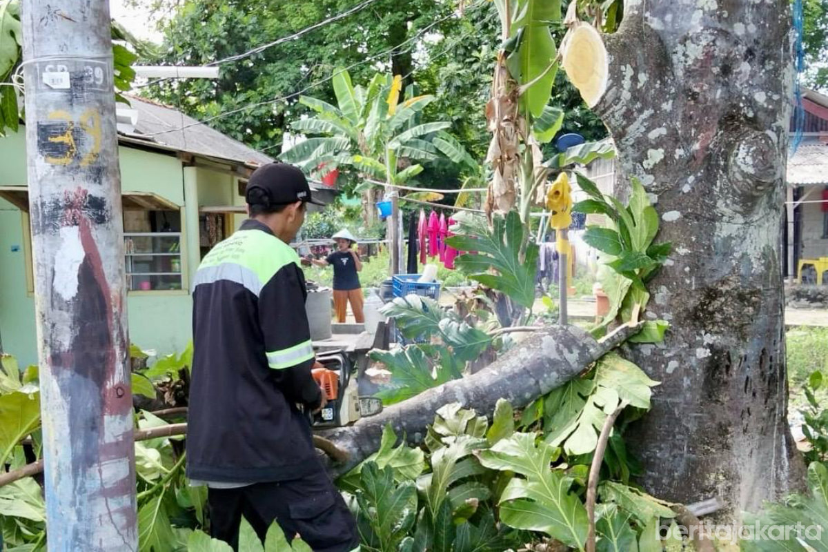 Pohon, Kepulauan Seribu, Dipangkas 