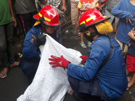 Ular Sanca Kembang di Pasar Manggis Berhasil Dievakuasi Petugas