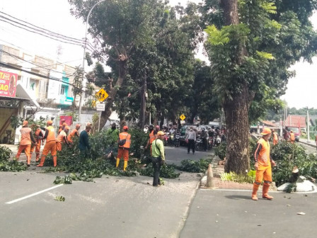  21 Pohon Ditoping di Jl Bina Marga CIpayung 