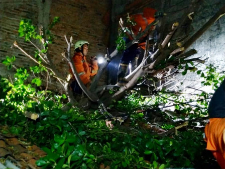 Pohon Tumbang di Cakung Berhasil Dievakuasi Petugas: 