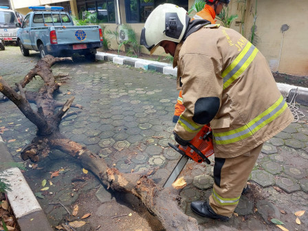 Gulkarmat Jaktim Evakuasi Pohon Mangga Tumbang
