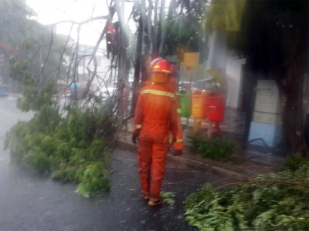 Dua Pohon Tumbang di Jaktim Telah Dievakuasi