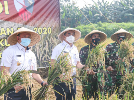 Jaga Ketahanan Pangan, Pemprov DKI dan TNI AU Bersinergi Kelola Lahan Sawah Halim Perdanakusuma