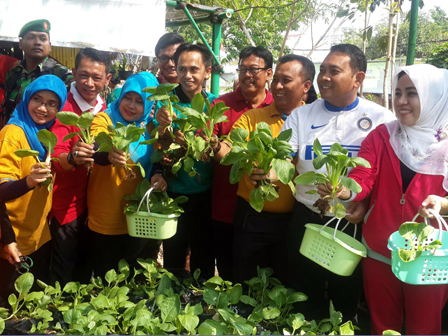 Lahan Pertanian Sayur di Kemayoran Panen