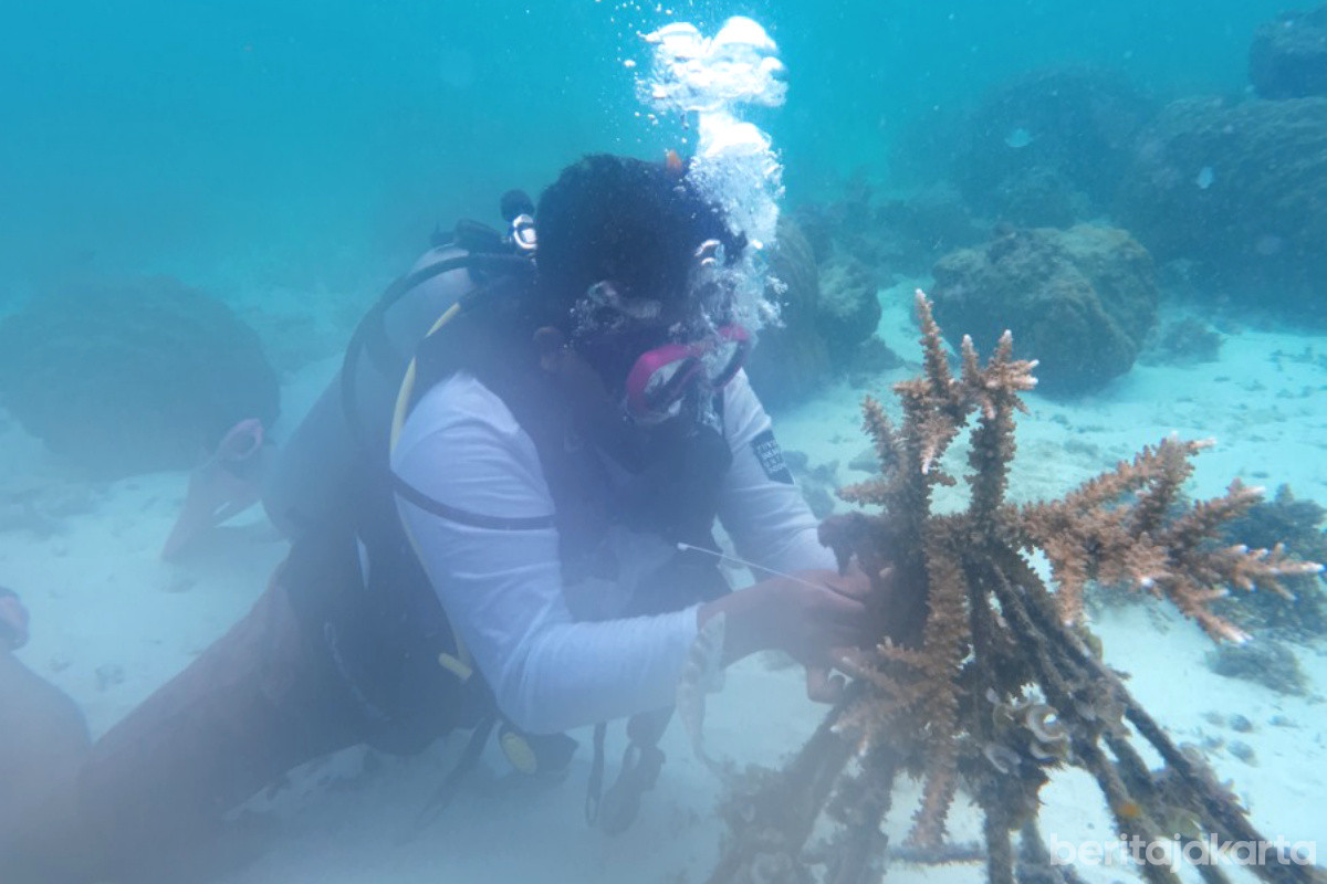 Sudin KPKP Lakukan Transplantasi Terumbu Karang di Pulau Pramuk