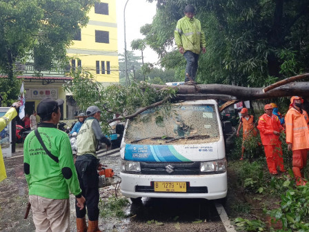  Puluhan Personel Gabungan Evakuasi Pohon Tumbang di Pulogebang