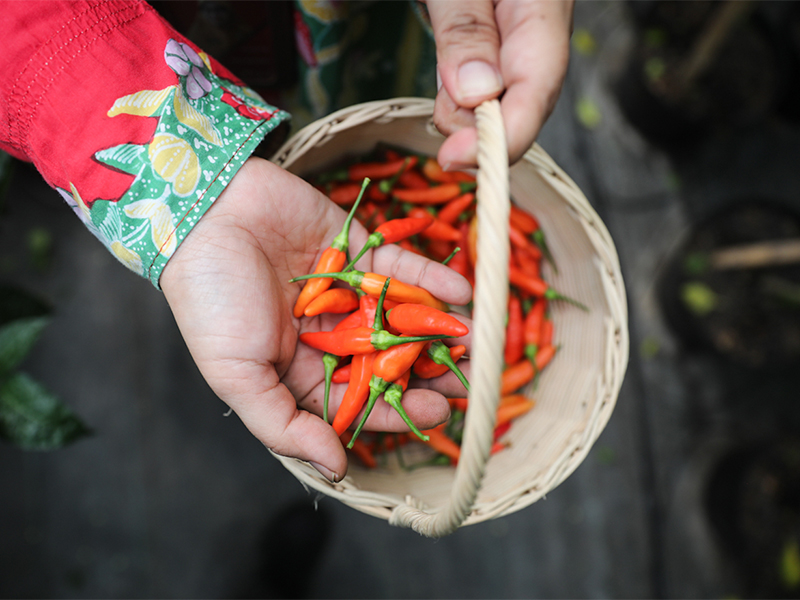 Besok, Pemkot Jaktim Panen Raya Serentak di 240 Titik Urban Farming