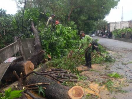 12 Pohon Tumbang di Jaktim Dievakuasi