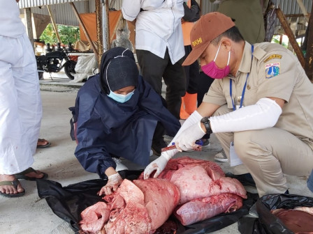 Daging Hewan Kurban di Pulau Permukiman Telah Diperiksa Petugas Kesehatan