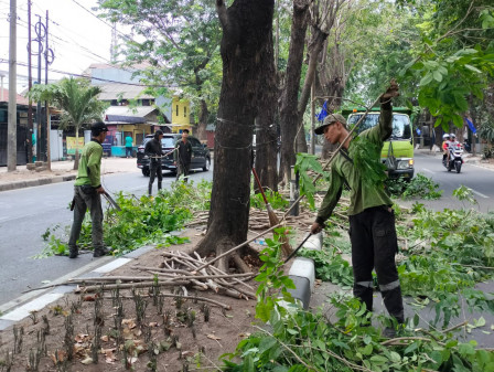 Penopingan Pohon di Jl KRT Radjiman Ditarget Kelar Akhir Bulan 