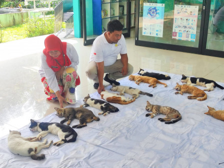  Sudin KPKP Jaksel Sterilisasi Puluhan Kucing Jantan Liar 