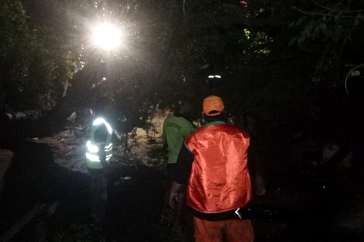 Sejumlah petugas melakukan penanganan Pohon Tumbang di Jalan Kedondong