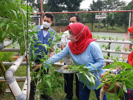  RPTRA Anggrek Bintaro Panen 9,5 Kilogram Kangkung 