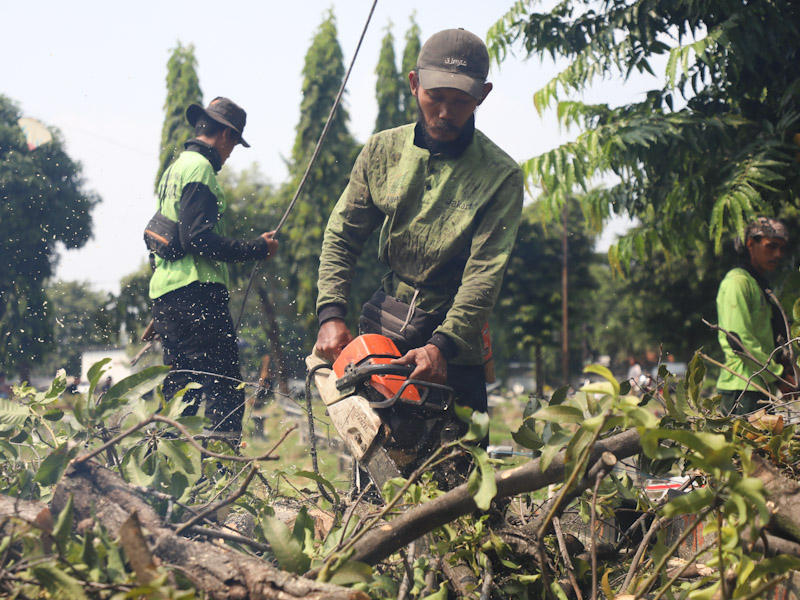 Sudin Tamhut Jaksel Lakukan Penanganan 22.006 Pohon di Tahun 2024 