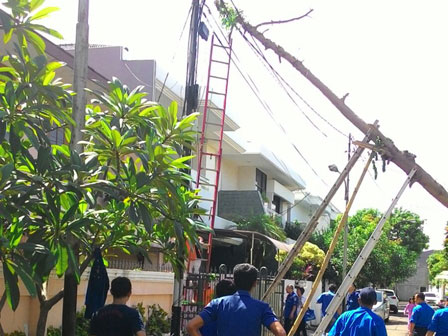 Pohon Tumbang Di Jalan Duri Raya