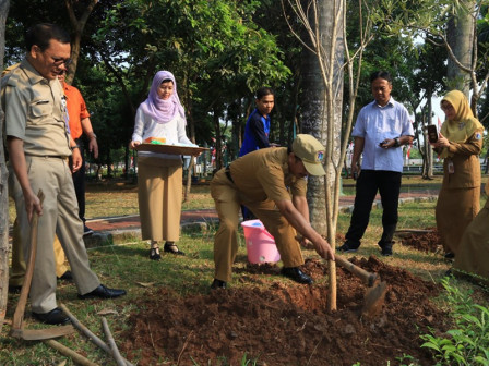 Halaman Kantor Wali Kota Jakbar Ditanam Pohon Tabebuya