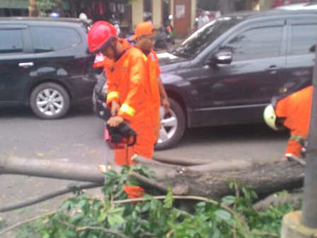 Pohon Tumbang Sebabkan Kemacetan di Jl KRT Radjiman