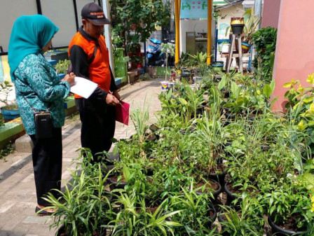 160 Pohon Disiapkan untuk Gang Hijau di Kelurahan Pulau Kelapa 