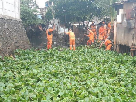 50 Petugas Bersihkan Enceng Gondok di Kali Cakung Lama