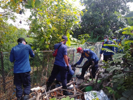 Ular Sanca Berhasil Dievakuasi dari Kebun Warga di Pulau Untung Jawa