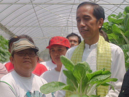 Jokowi : Hasil Tanaman Green House Target di Pasarkan di Supermarket