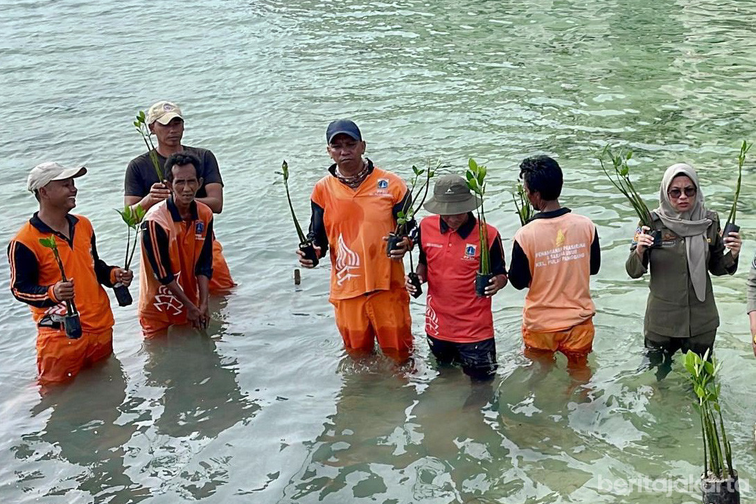 Ratusan bibit mangrove ditanam di sisi barat Pulau Panggang