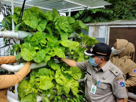  8 Kilogram Sayuran Hydroponik Dipanen di Kota Bambu Selatan 