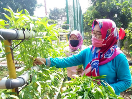  20 Kilogram Sayur Hidroponik Dipanen di RPTRA Anggrek Bintaro