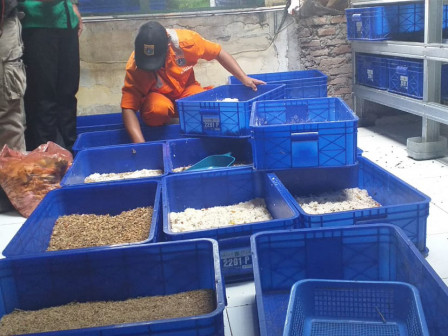 Budidaya Maggot di Cipete Selatan Jual  50 Kilogram Per Bulan 