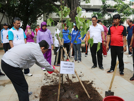 Pohon Gambir di Tanam di Halaman Kantor Walikota Jakpus