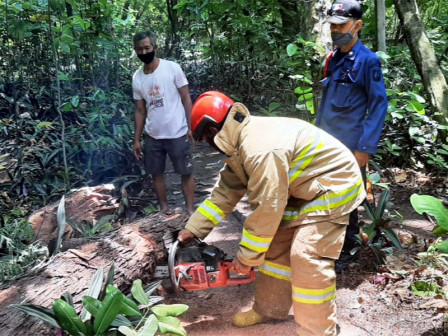  Pohon Cemara Tumbang di Pulau Pramuka Berhasil Dievakuasi Petugas 