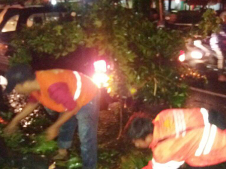 Sempalan Pohon Tumbang di Jl Kalibata Utara Dievakuasi