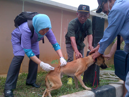 Cegah Penularan Rabies, 2.363 Ekor Hewan Divaksin Rabisin