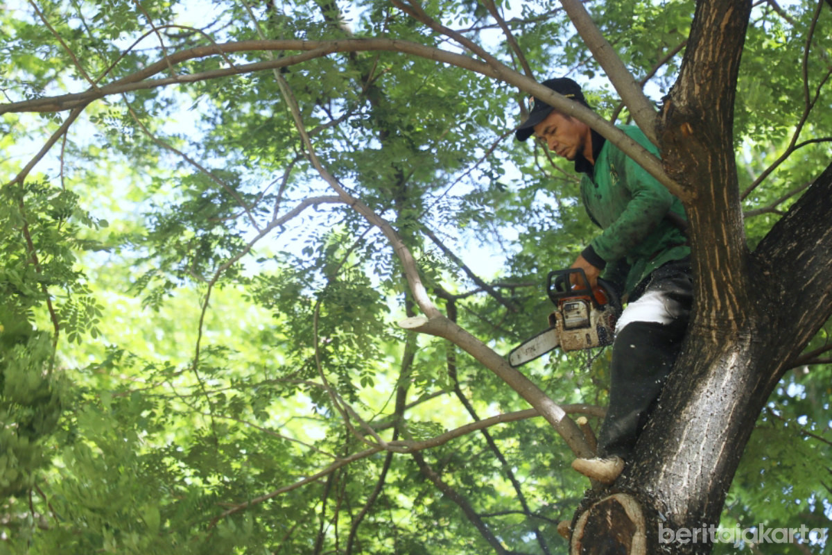 Sudin Tamhut Jakpus Tangani 362 Pohon Sempal dan Tumbang 