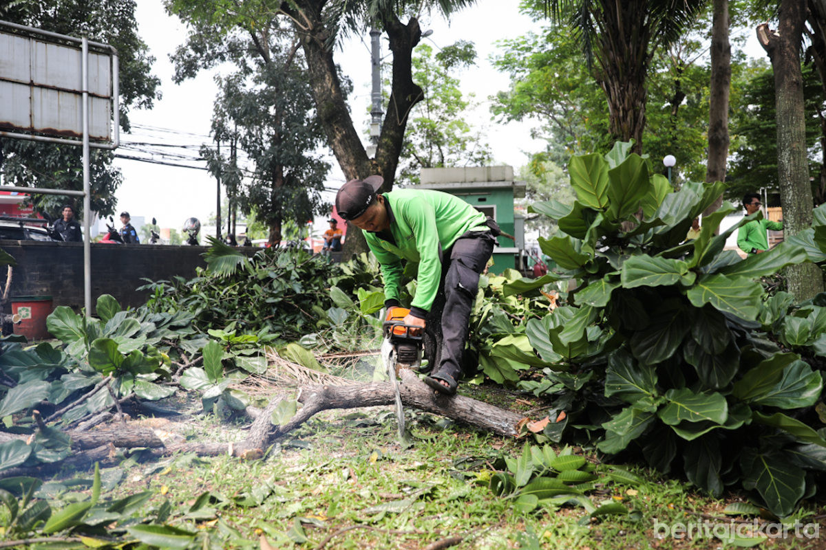 Hingga Pertengahan Januari 2026, Tamhut Jakpus Pangkas 367 Pohon 