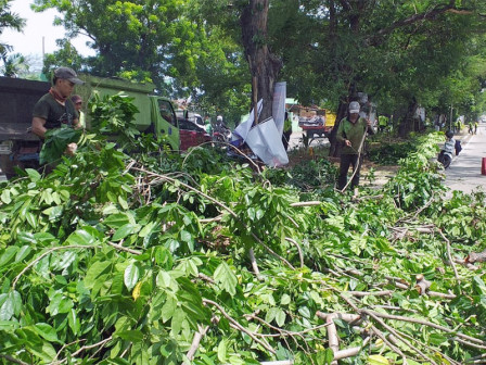  11 Pohon Dipangkas di Daan Mogot dan Ringroad