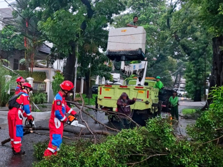 Pohon Tumbang Hingga Mobil Terperosok di Jaksel Berhasil Dievakuasi