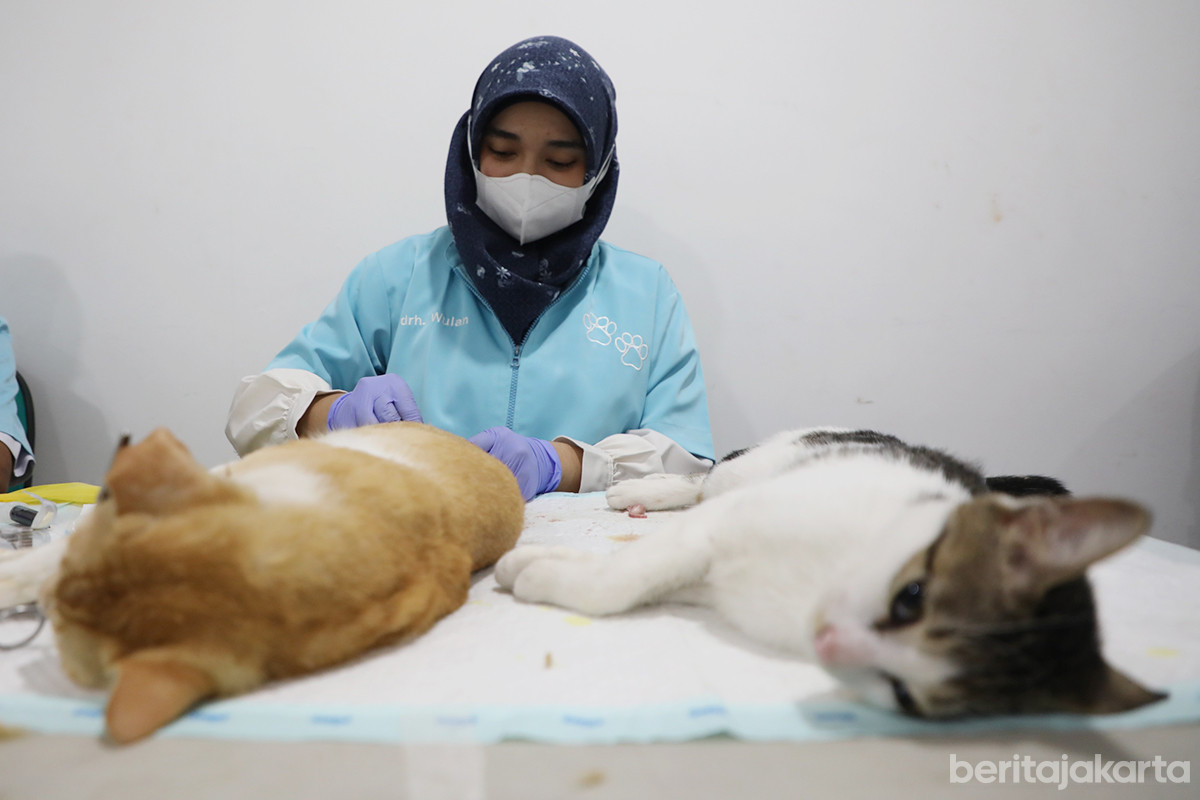Proses sterilisasi sejumlah kucing