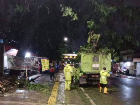 Penanganan 13 Pohon Tumbang dan Sempal di Jakut Rampung 