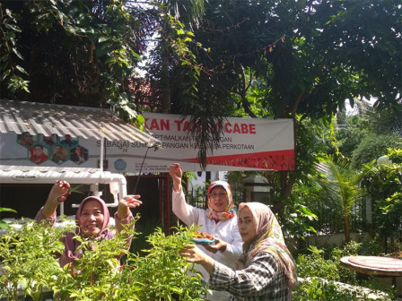 Lahan di Kelurahan Paseban Dimanfaatkan untuk Menanam Cabai