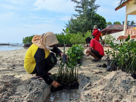 Aksi Rehabilitasi PBKL Tanam 2.500 Bibit Mangrove di Pesisir Pulau Tidung 