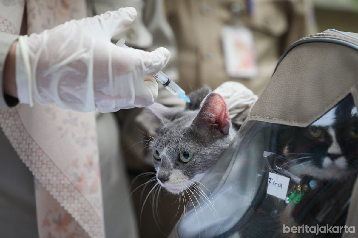 Petugas menyuntikkan vaksin rabies pada seekor kucing