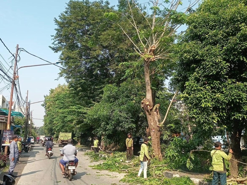 3.810 Pohon Rawan Tumbang di Jakut Telah Ditangani