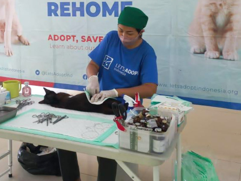  150 Ekor Kucing Liar di Pulau Pramuka Berhasil Disterilisasi 