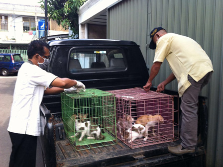 Razia Kucing Liar Digelar di Sawah Besar