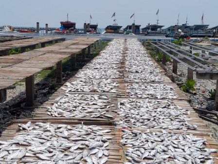 Ikan Asin Selar Produksi Warga Pulau Sebira Dipasarkan ke Bogor
